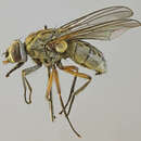 صورة Haematobosca stimulans (Meigen 1824)