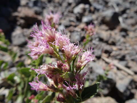 Image of western snakeroot