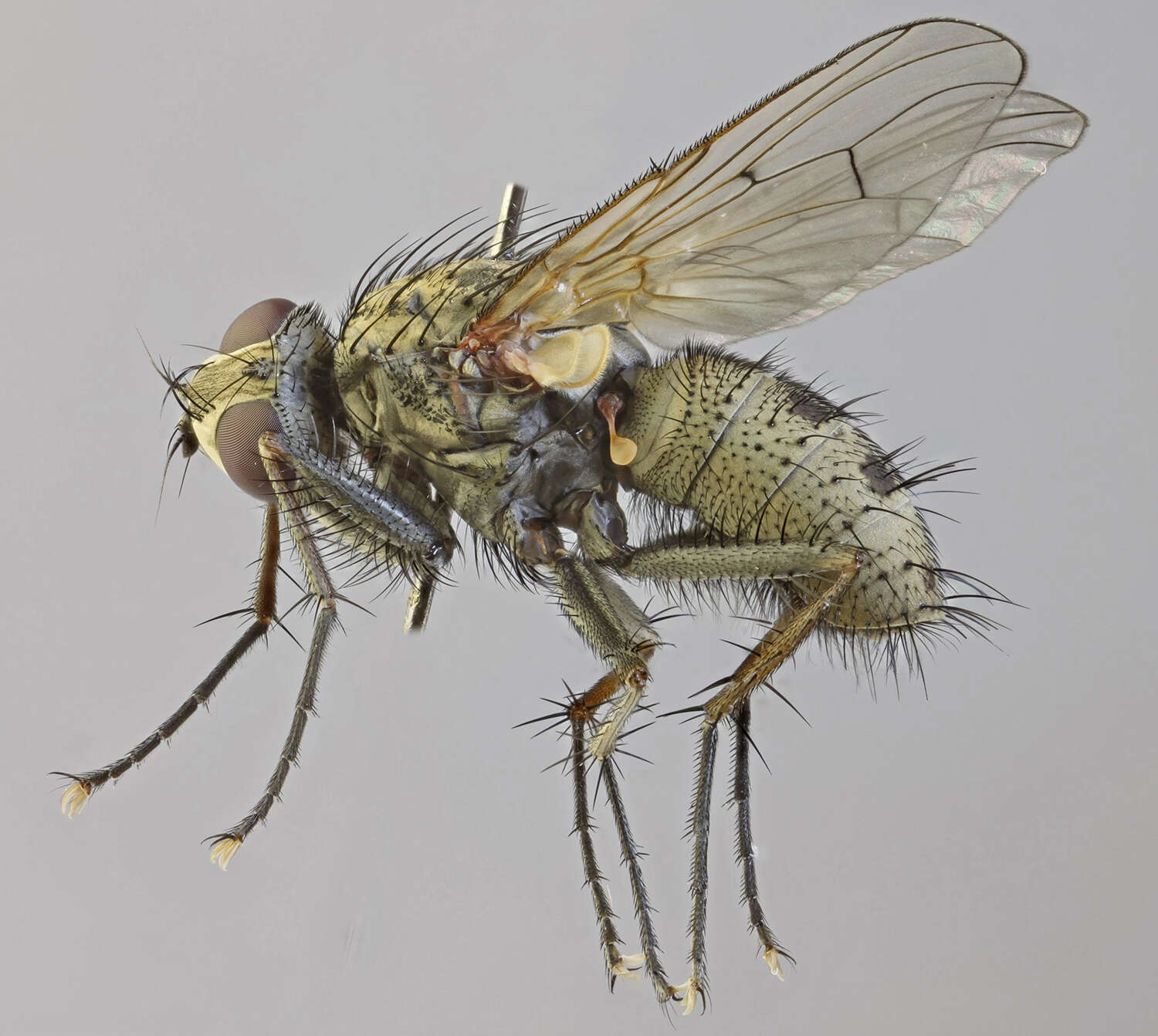 Image of Helina protuberans (Zetterstedt 1845)