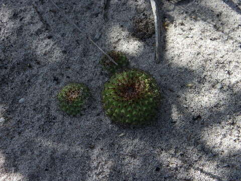 Image of Frailea chiquitana Cárdenas