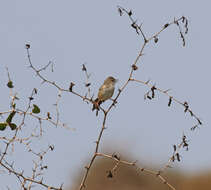 Image of Madagascan Cisticola