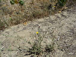 Image of Maltese star-thistle