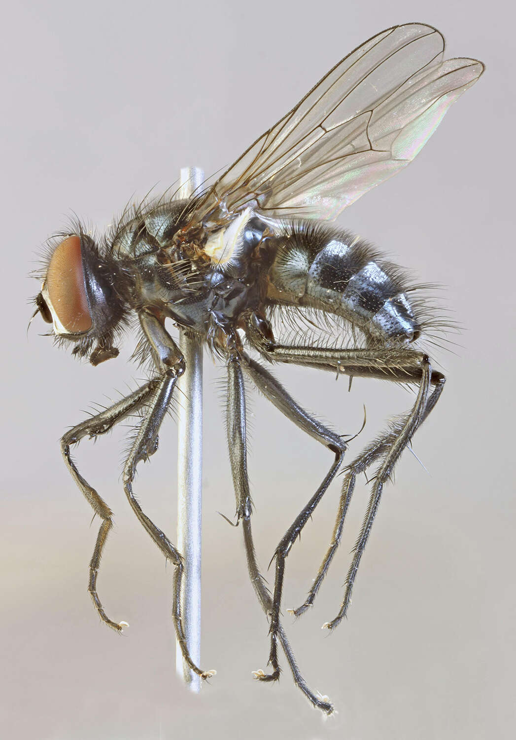 Image of Hydrotaea diabolus (Harris 1780)