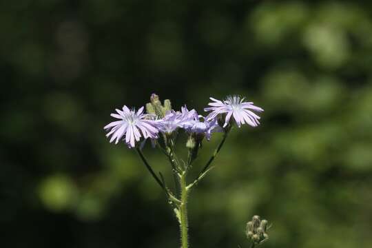 Image of Cicerbita macrophylla subsp. uralensis (Rouy) P. D. Sell