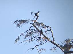 Image of Many-banded Aracari