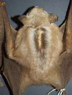 Image of Campo-Ma’an fruit bat