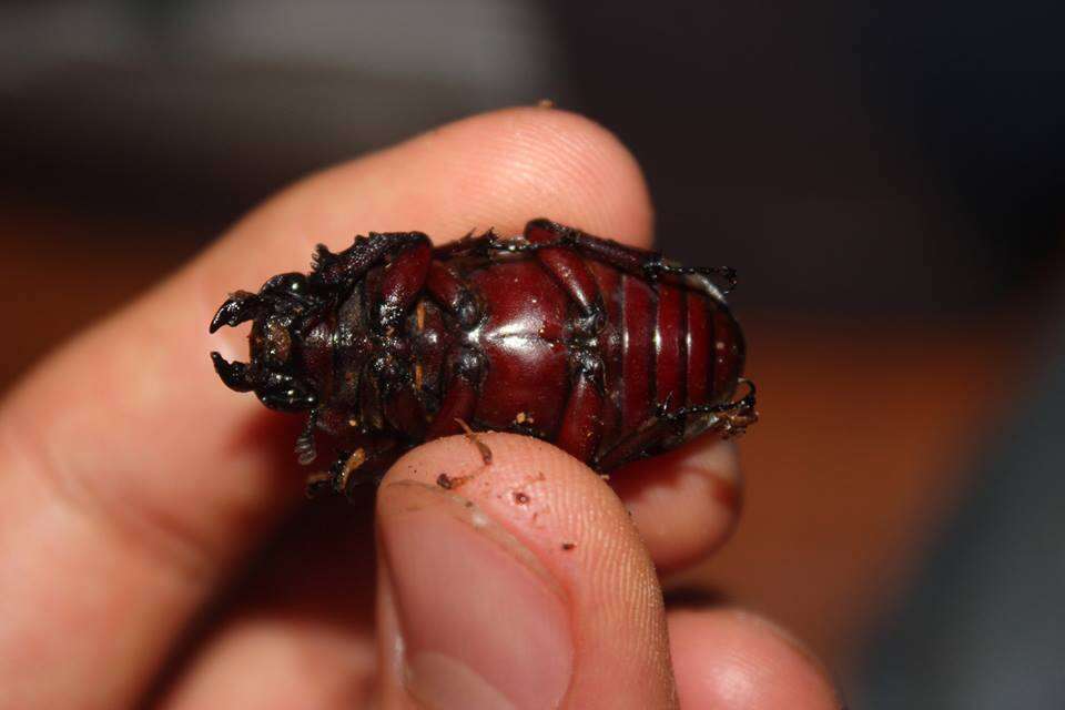 Lucanus (Pseudolucanus) capreolus (Linnaeus 1763)的圖片