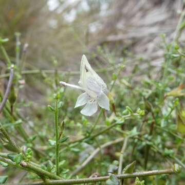 Image of Prostanthera chlorantha (F. Muell.) Benth.