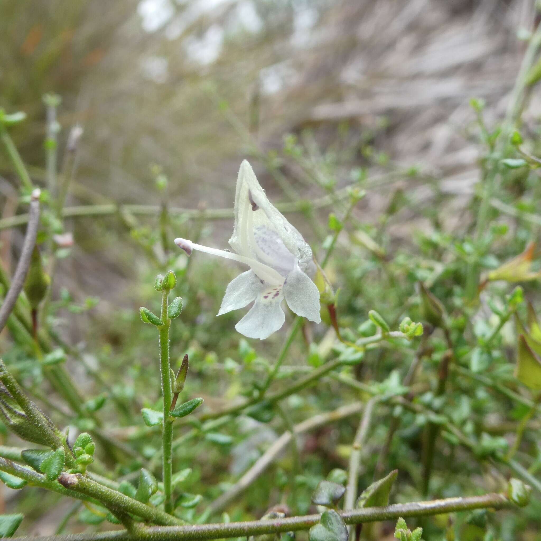 Image of Prostanthera chlorantha (F. Muell.) Benth.