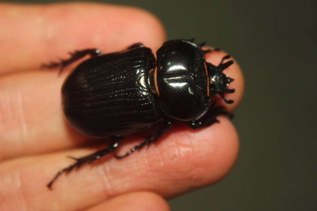 Image of Triceratops Beetle