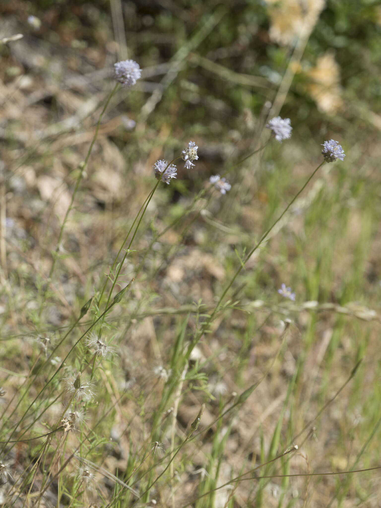 Image of foothill gilia