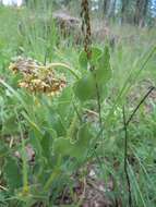 صورة Asclepias contrayerba Sessé & Moc.