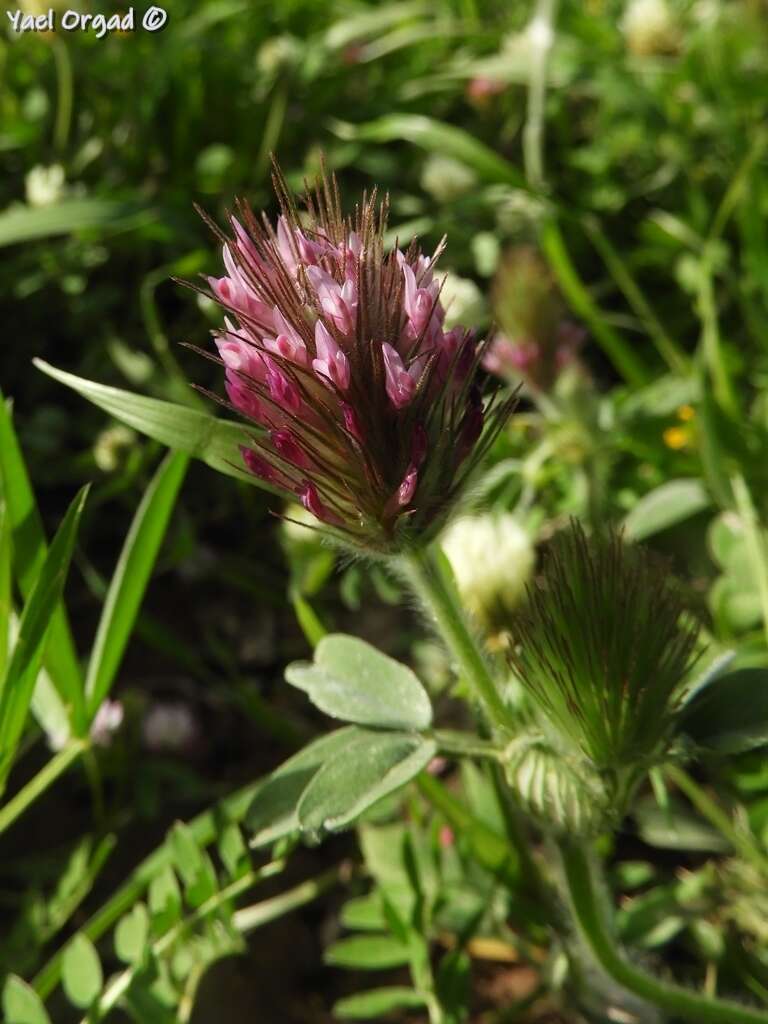 Image of Trifolium dasyurum C. Presl