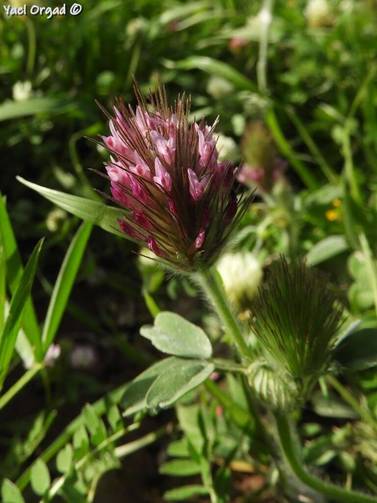 Слика од Trifolium dasyurum C. Presl