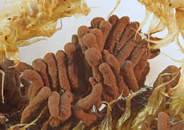 Image of Stemonitis axifera