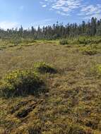 Image of golden bog-moss