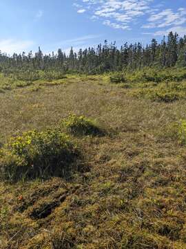 Image of golden bog-moss