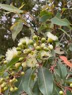 Sivun Corymbia calophylla (Lindl.) K. D. Hill & L. A. S. Johnson kuva