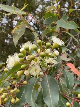 Image of redgum