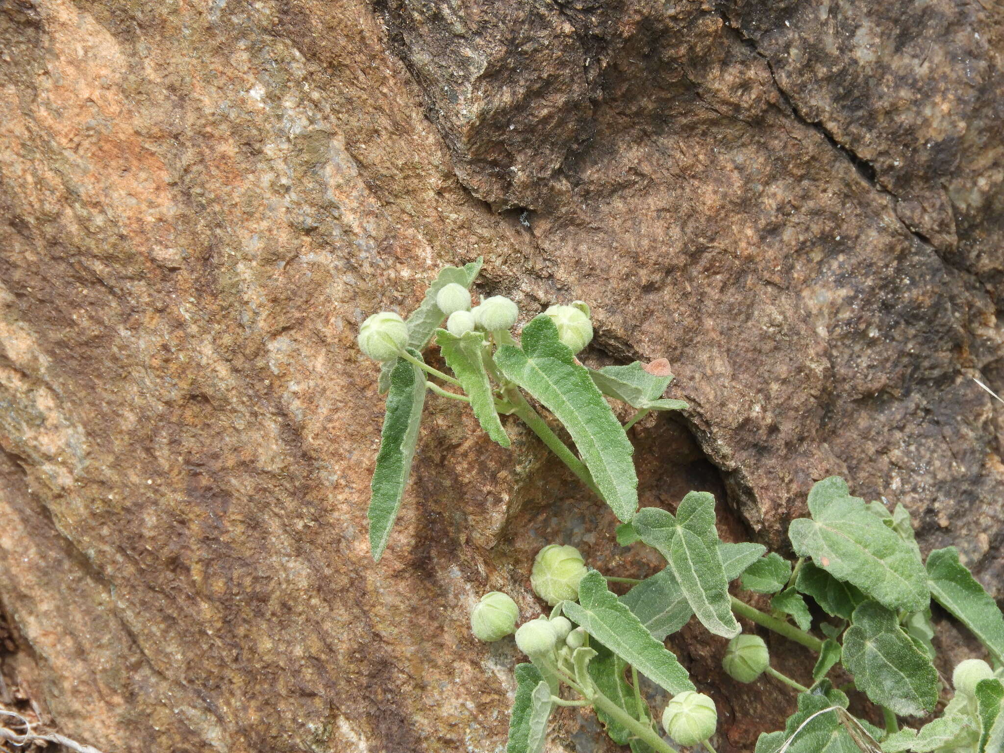 Image of Pavonia aurigloba Krapov. & Cristobal