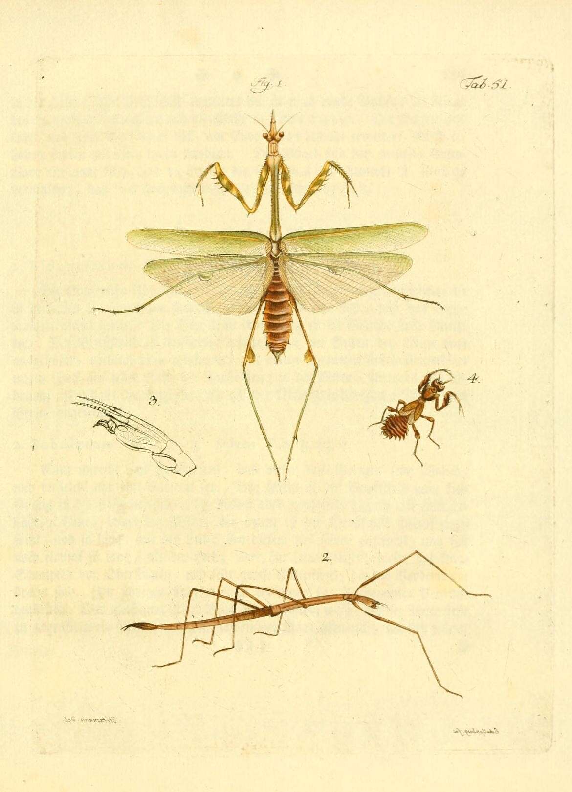 Image of conehead mantis