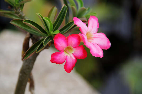 Image de Adenium obesum (Forsk.) Roem. & Schult.