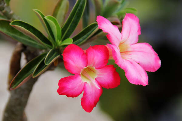 Image of Desert Rose