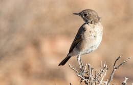 Image of Sickle-winged Chat