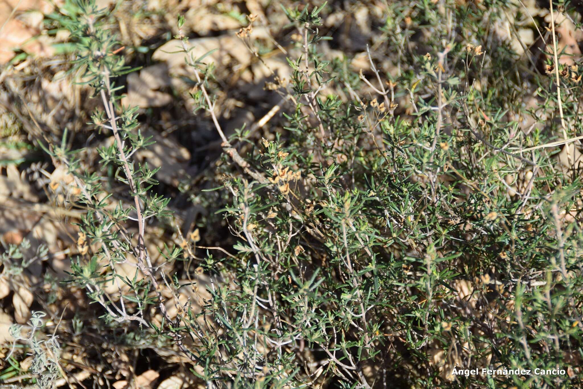 صورة Halimium umbellatum subsp. viscosum (Willk.) O. Bolós & Vigo