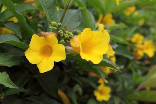 Image of bush allamanda