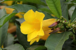 Image of bush allamanda