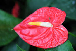 Anthurium andraeanum Linden ex André resmi