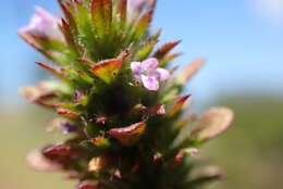 Pogogyne serpylloides (Torr.) A. Gray resmi