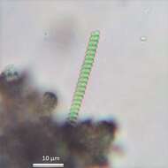 Image of Spirulina subsalsa
