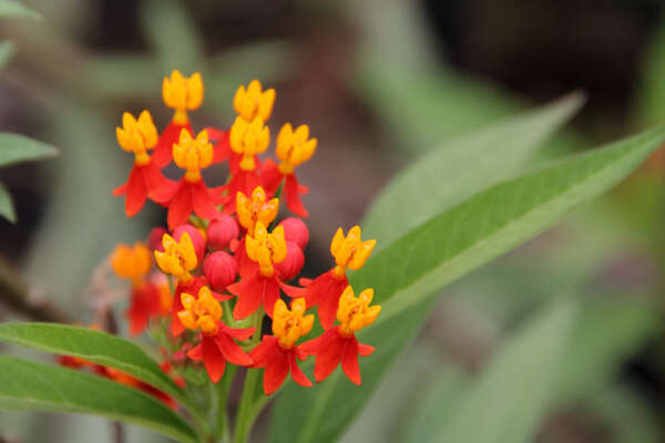 Image de Asclepias curassavica L.