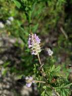 Plancia ëd Dalea villosa var. grisea (Torr. & A. Gray) Barneby