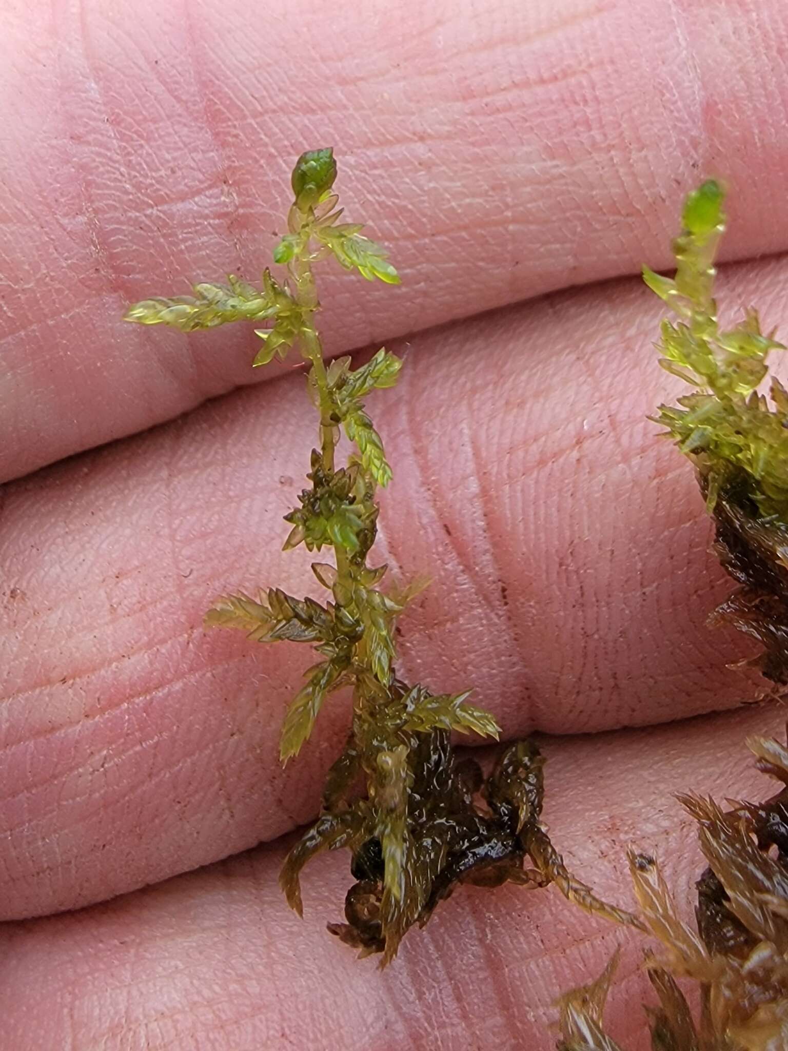 Sphagnum platyphyllum Warnstorf 1884的圖片