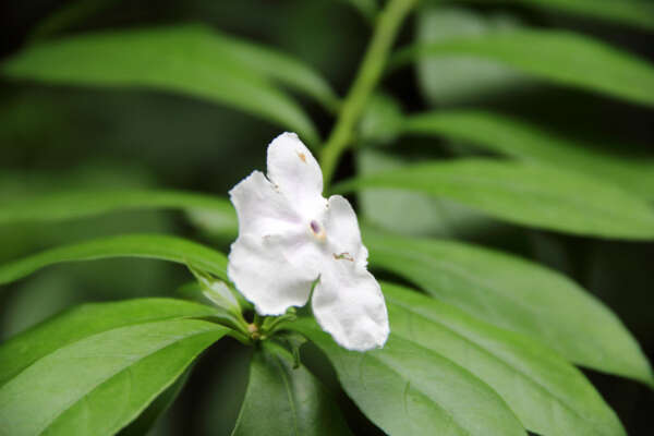 Image de Brunfelsia latifolia (Pohl) Benth.