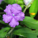 Image de Brunfelsia latifolia (Pohl) Benth.