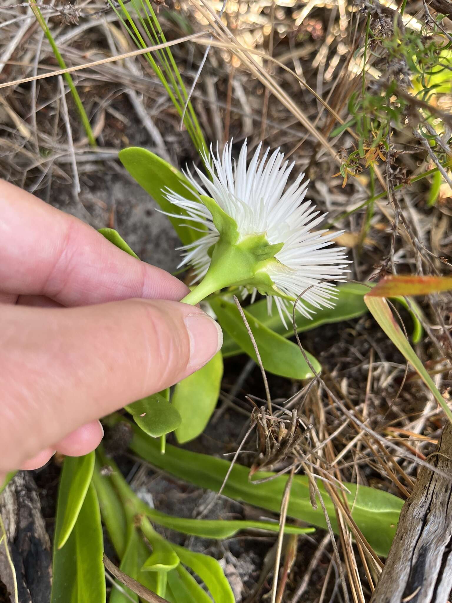 Image of Skiatophytum skiatophytoides (Leistn.) Klak