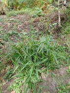 Panicum deustum Thunb.的圖片