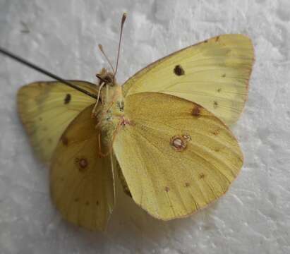 Image of bergers clouded yellow