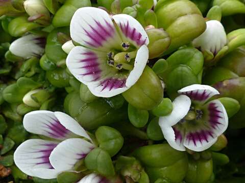 Image of Gentianella cerina (Hook. fil.) T. N. Ho & S. W. Liu