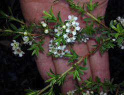 Plancia ëd Kunzea robusta de Lange & Toelken