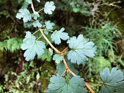 Image of Ribes formosanum Hayata