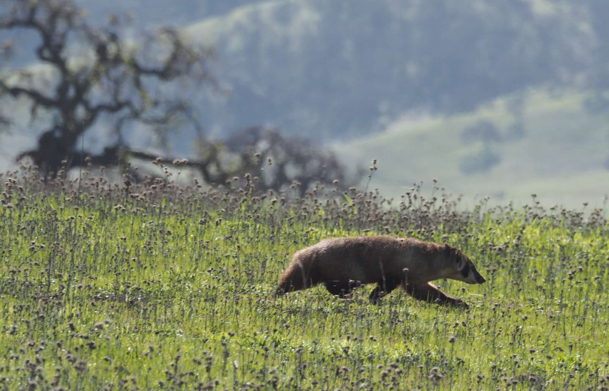 Image of badger