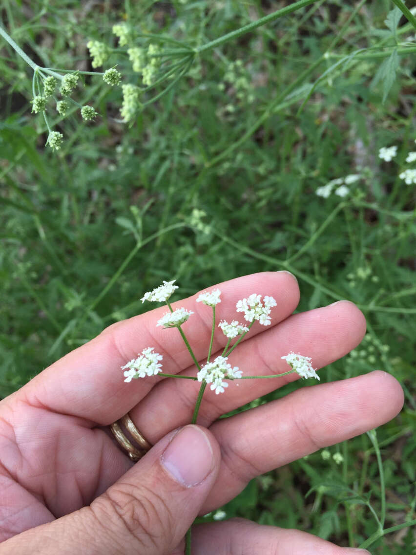 Image of spreading hedgeparsley