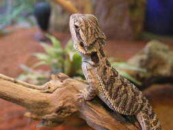 Image of Central bearded dragon