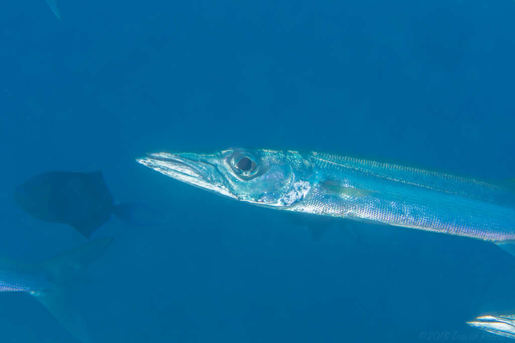 Image of Bigeye barracuda