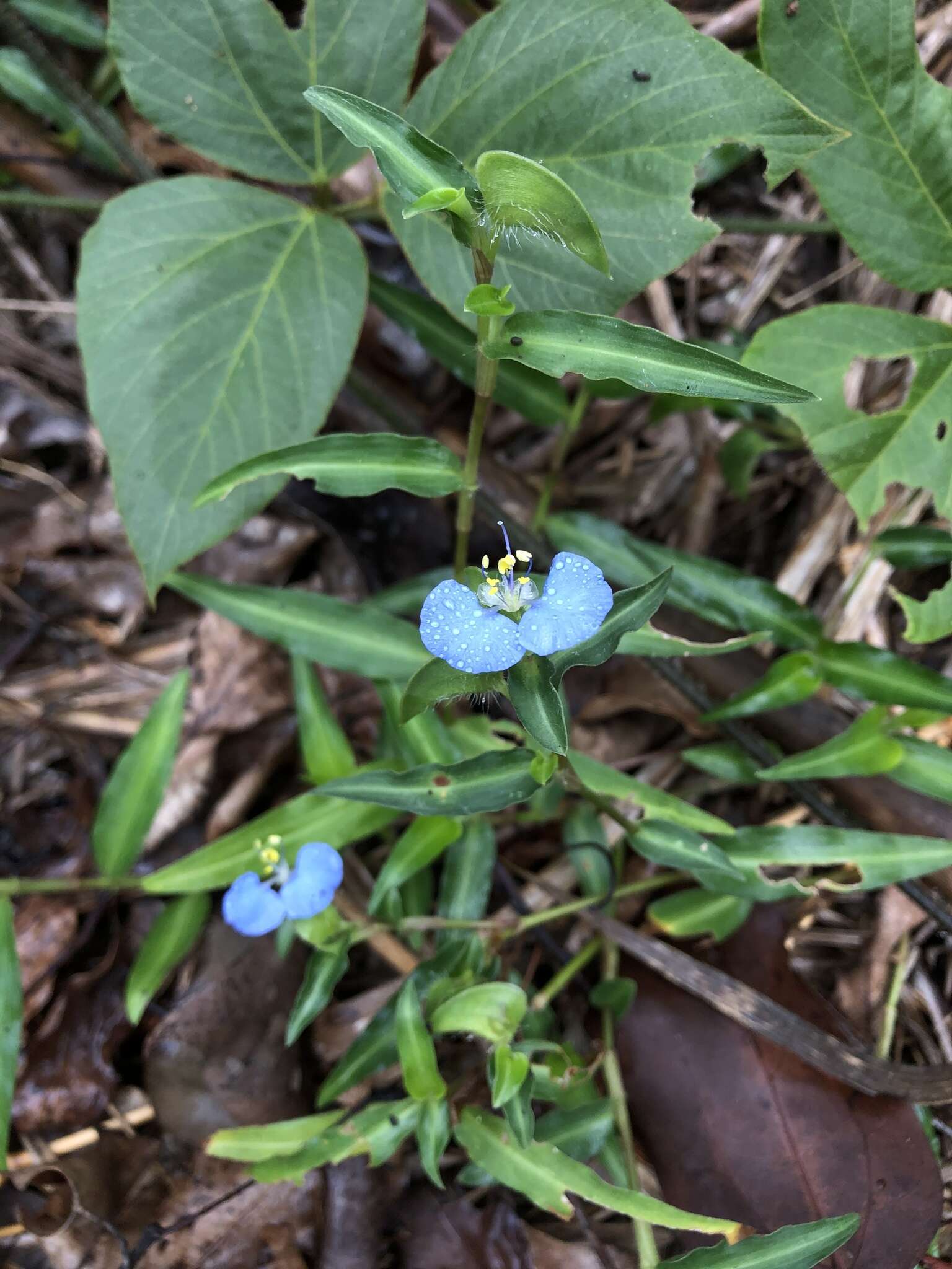 Image of Commelina auriculata Blume